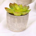Mini Artificial Succulent Plastic Artificial Bonsai Plants Fake Decorative Ball Plants Simulation Mini Plants for Home Decor