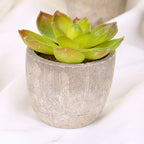 Mini Artificial Succulent Plastic Artificial Bonsai Plants Fake Decorative Ball Plants Simulation Mini Plants for Home Decor